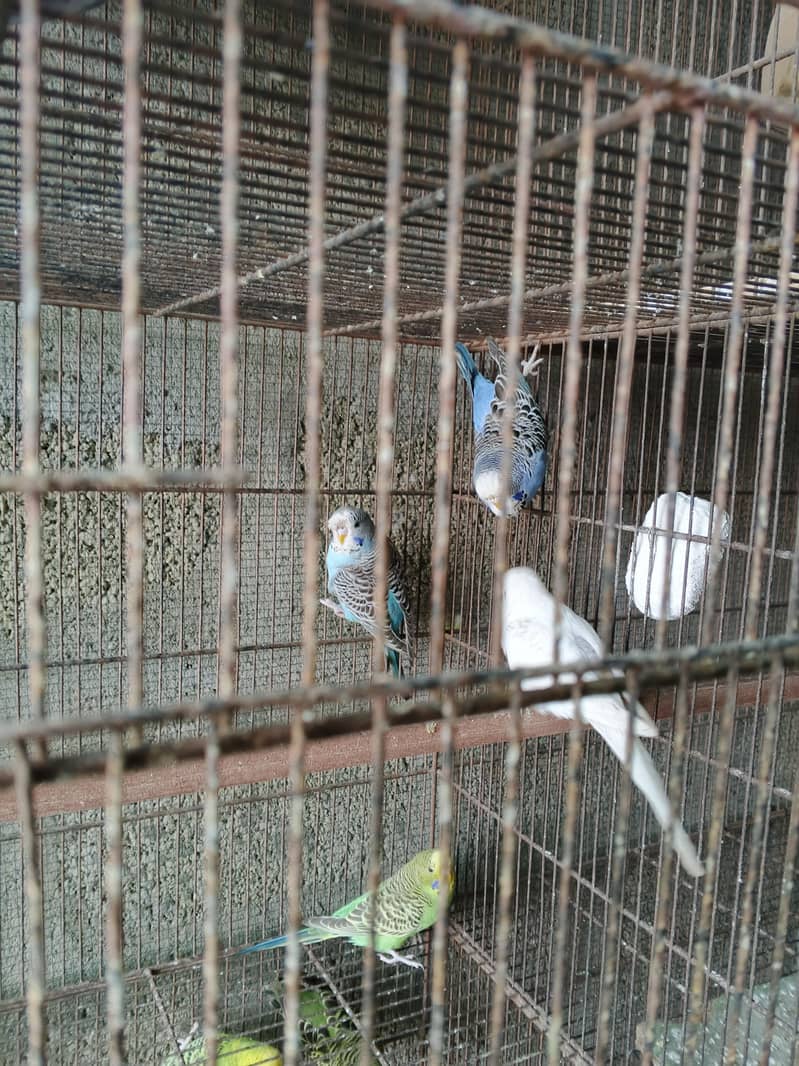 UnderSize Budgies 5