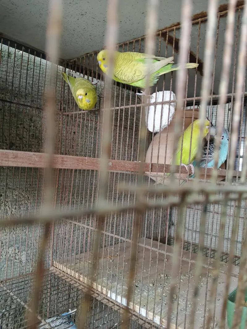 UnderSize Budgies — photo 7