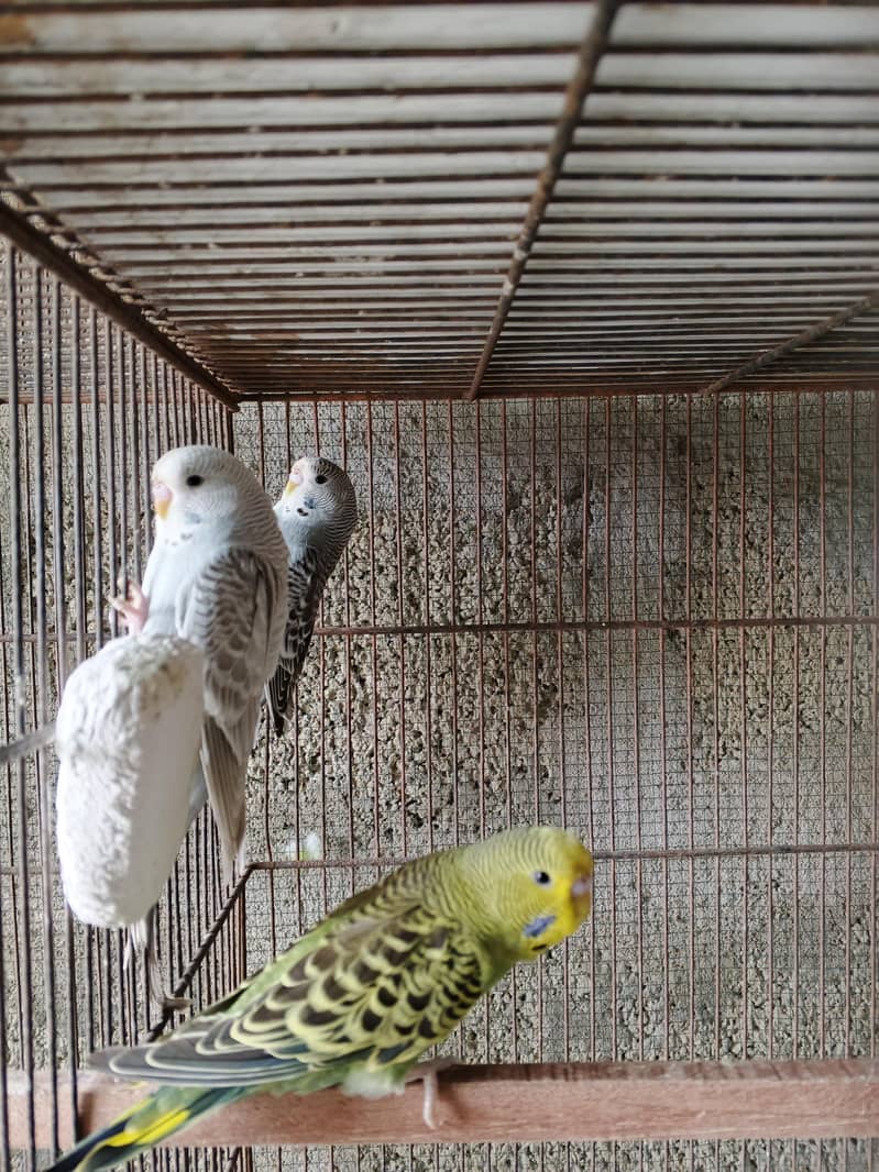 UnderSize Budgies 7