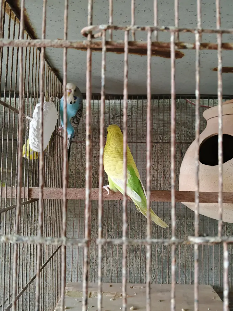 UnderSize Budgies — photo 9