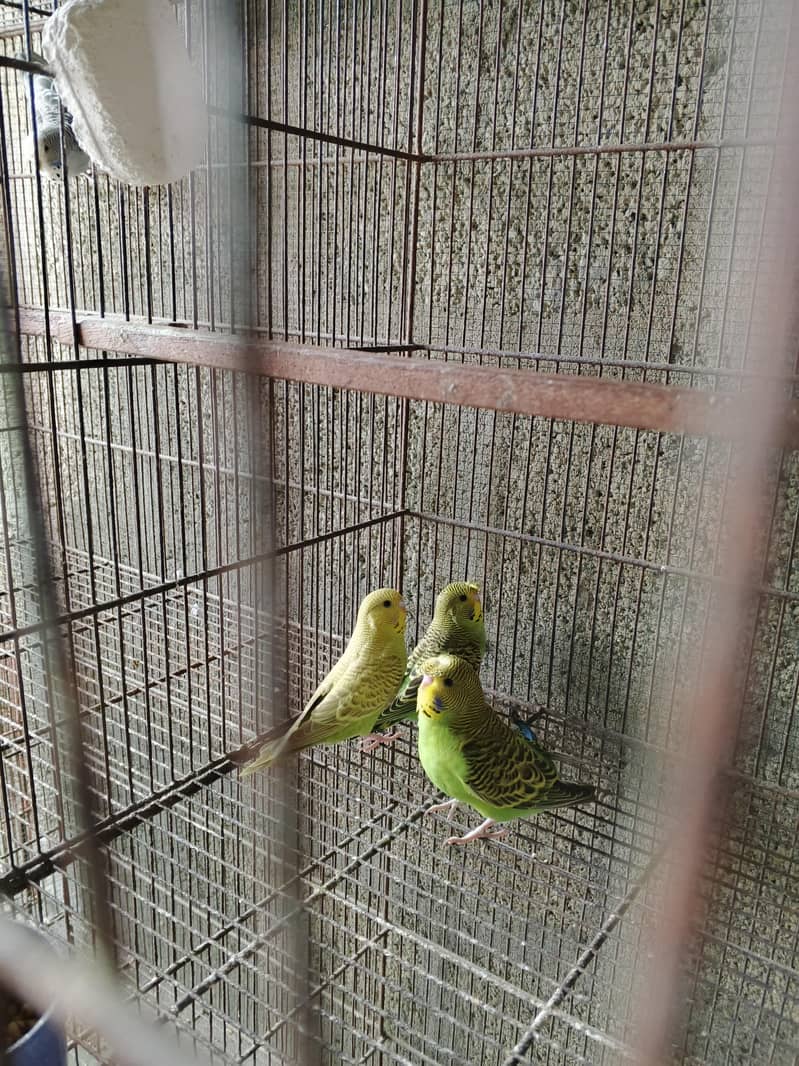 UnderSize Budgies 9