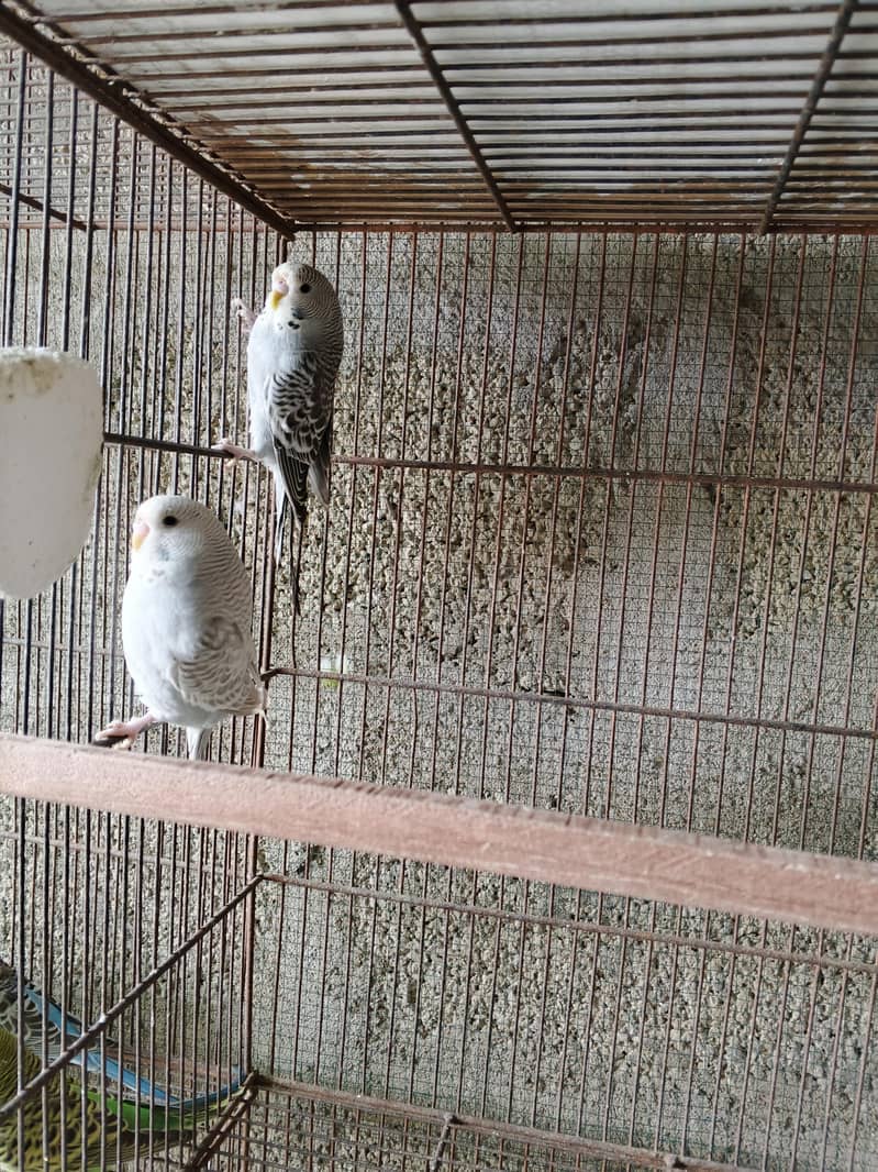 UnderSize Budgies 10