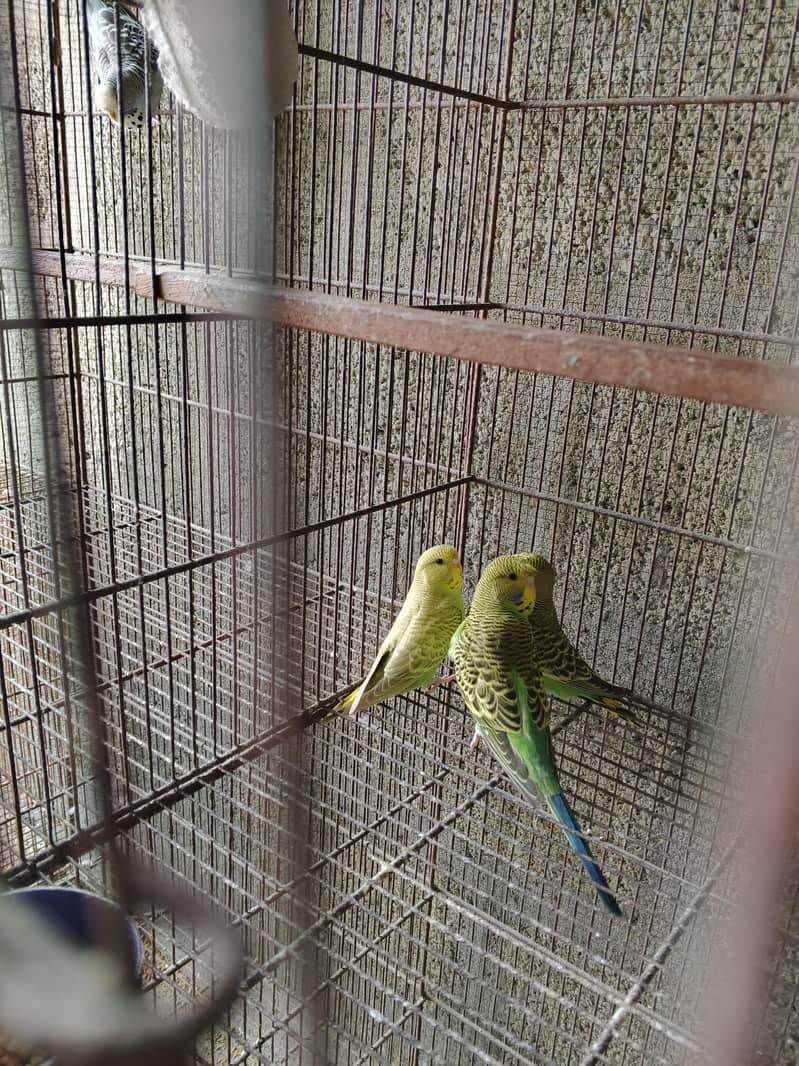 UnderSize Budgies 11