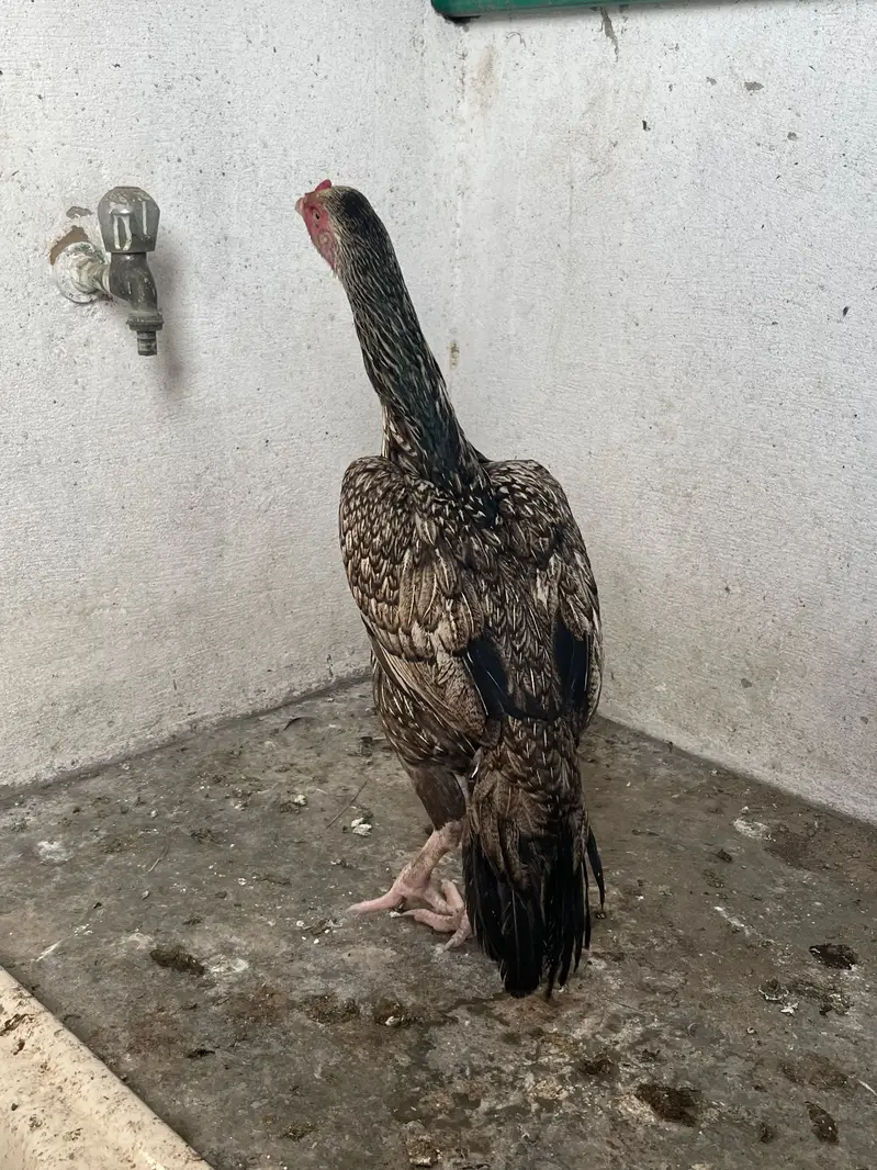 Aseel pure Mianwali — photo 2