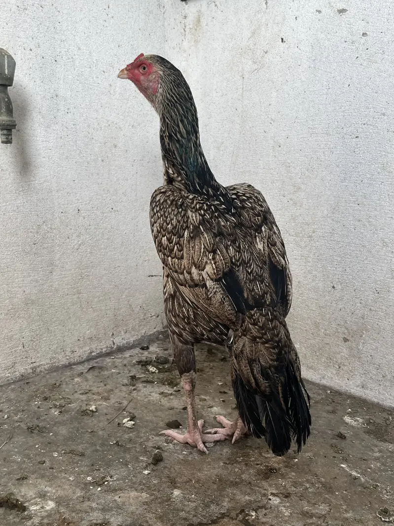 Aseel pure Mianwali — photo 3