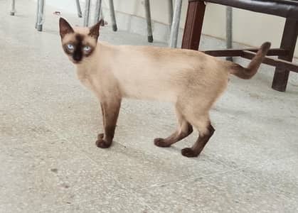 cat for Sale