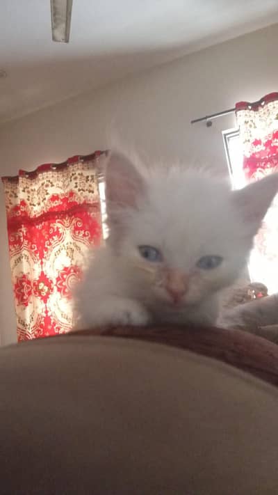 Persian Male and female Kittens available for sale