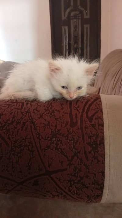 Persian Male and female Kittens available for sale