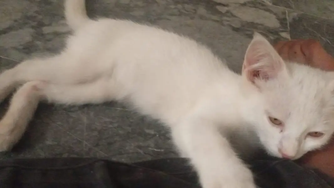 Persian Male and female Kittens available for sale — photo 3