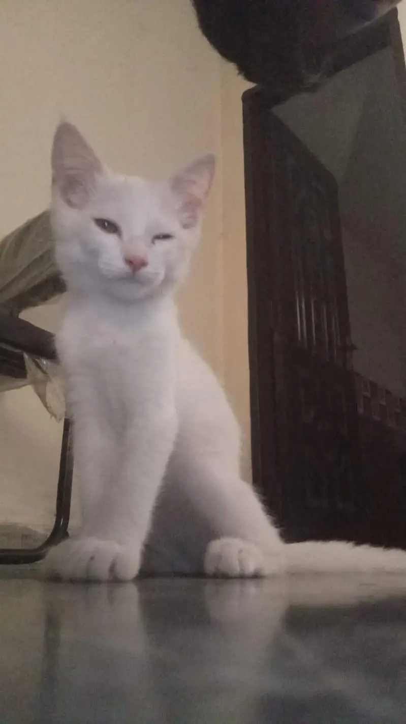 Persian Male and female Kittens available for sale — photo 4
