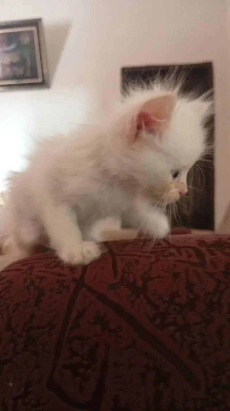Persian Male and female Kittens available for sale — photo 5