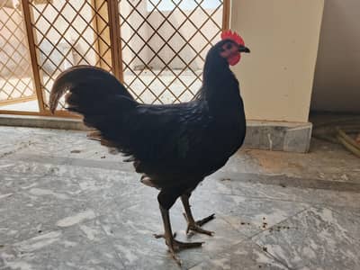 Australorp Hens