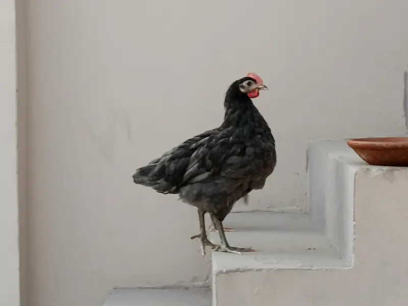 Australorp Hens — photo 2