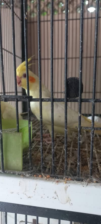 Ghar mein paida hoey Cockatiel