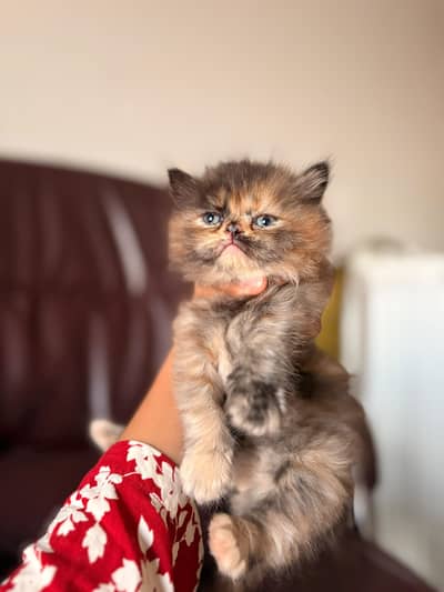 Russian Kitten beautiful color for sale