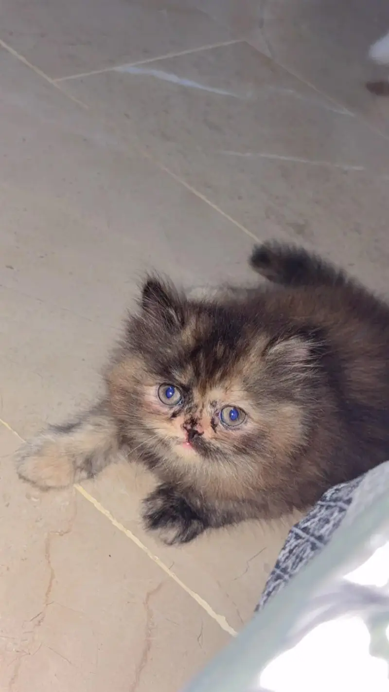 Russian Kitten beautiful color for sale — photo 2