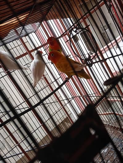 love birds for sale