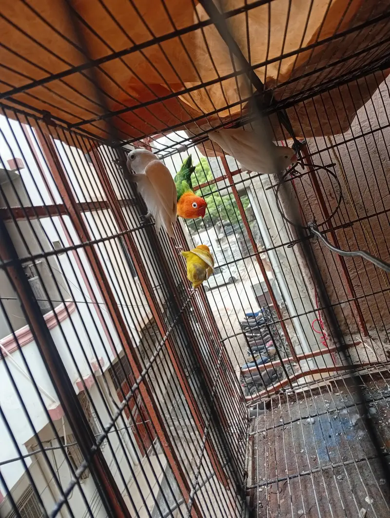 love birds for sale — photo 2