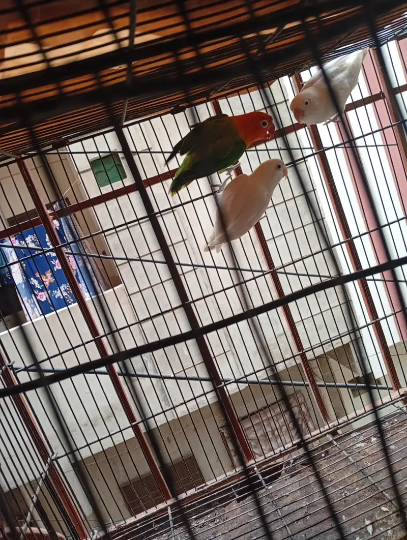 love birds for sale — photo 3