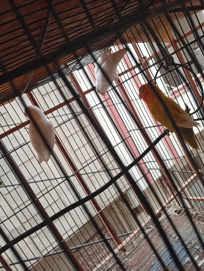 love birds for sale — photo 4