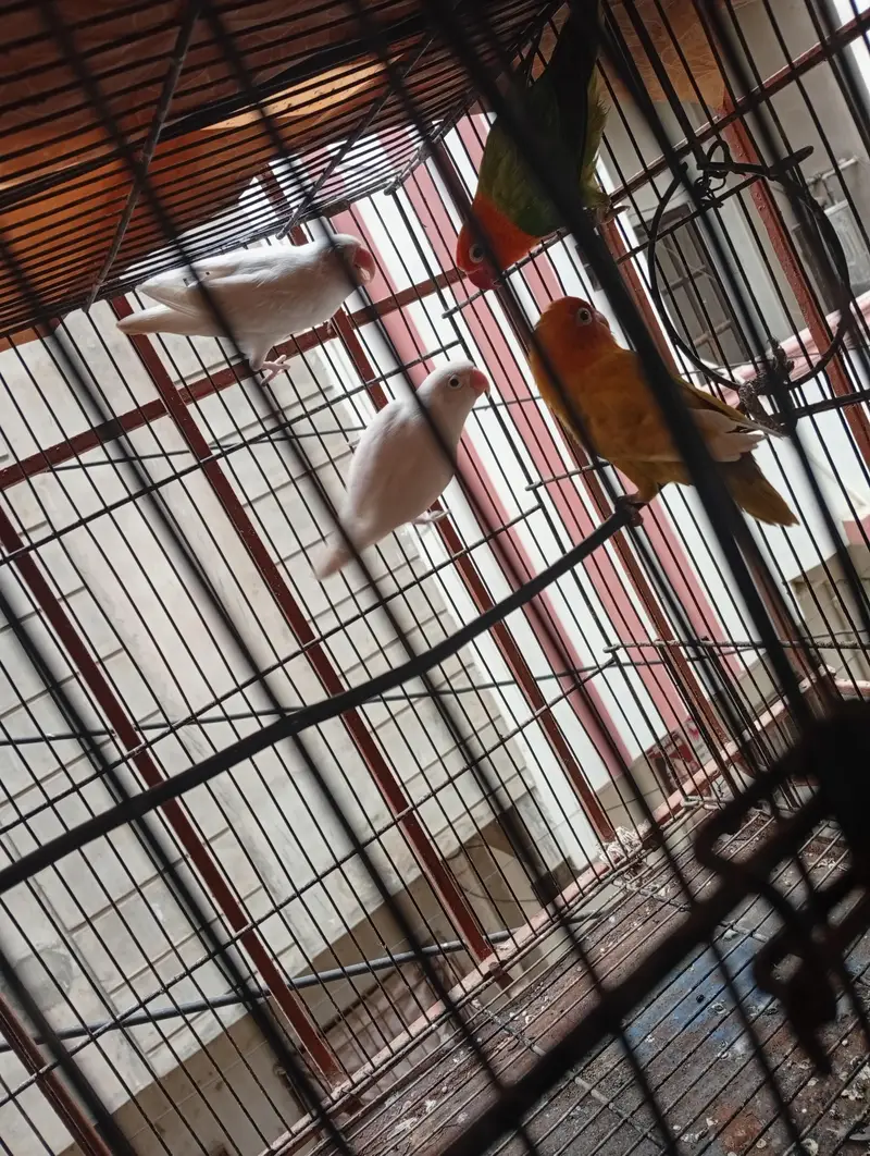 love birds for sale — photo 5