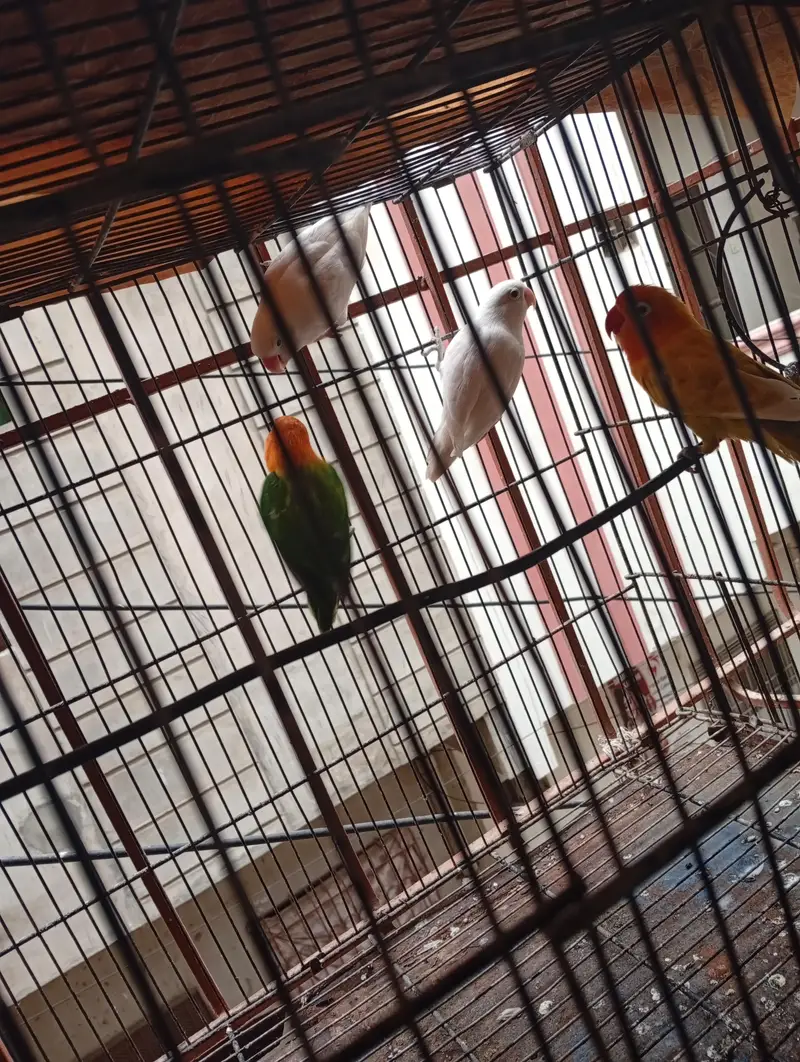 love birds for sale — photo 6