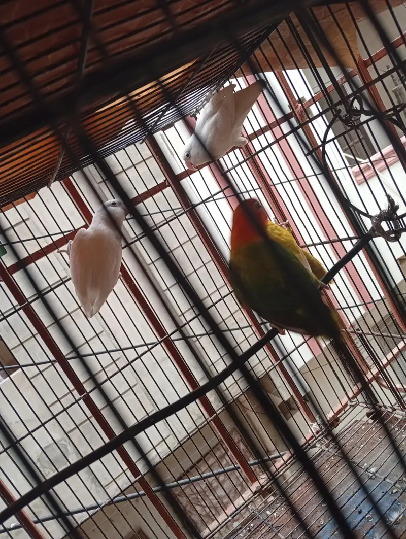 love birds for sale — photo 7