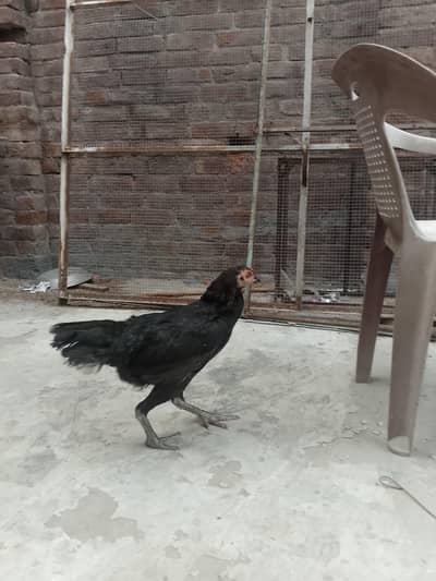 thai hen