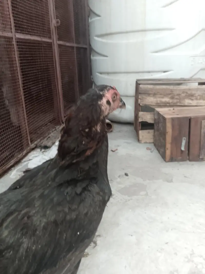 thai hen — photo 2