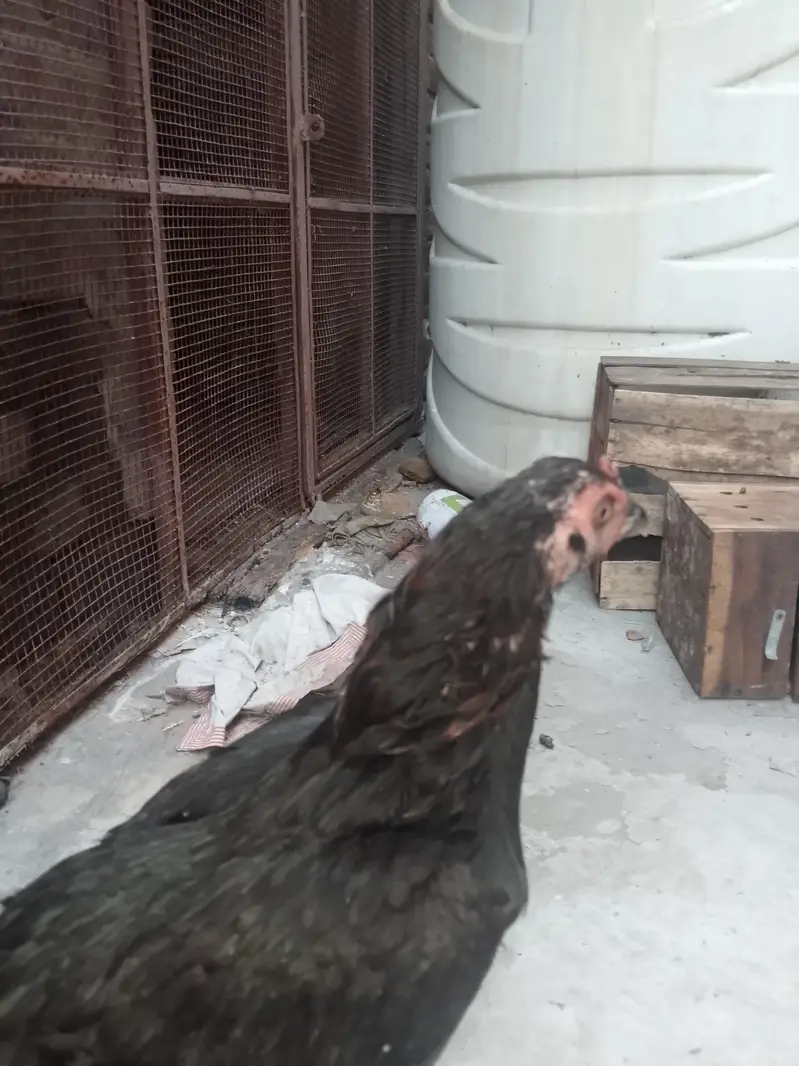 thai hen — photo 3