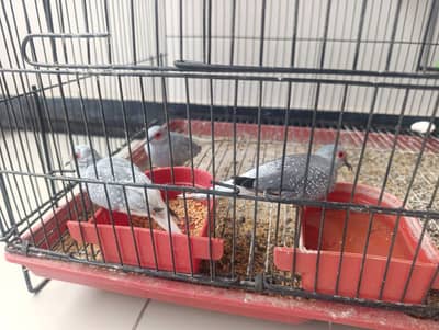 Diamond Dove breeder Pair Available with 1 chick