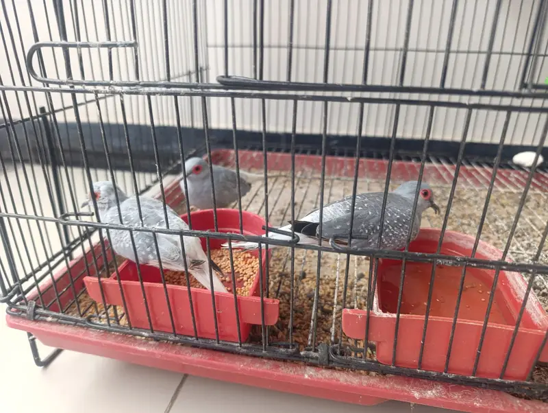 Diamond Dove breeder Pair Available with 1 chick