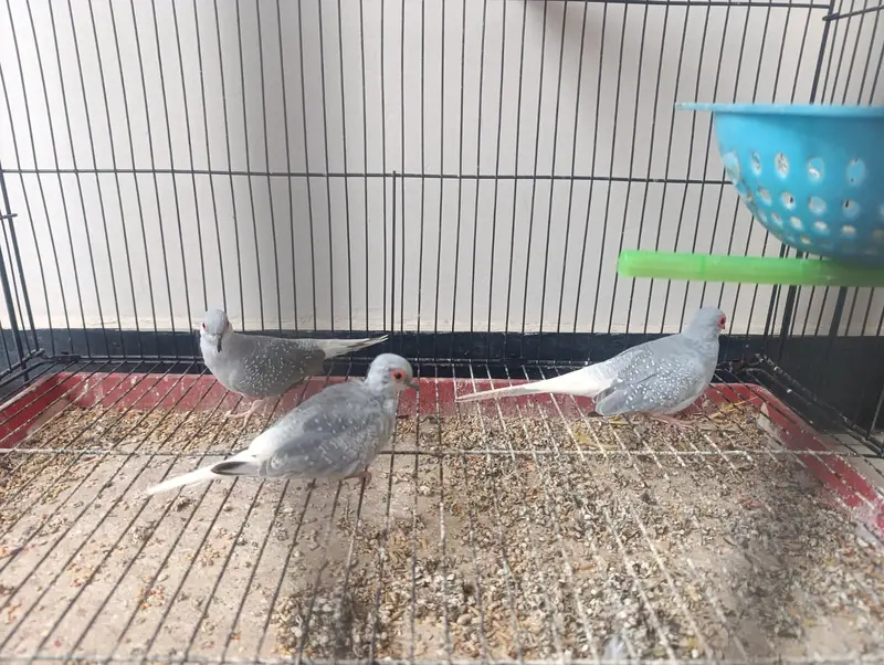 Diamond Dove breeder Pair Available with 1 chick — photo 2