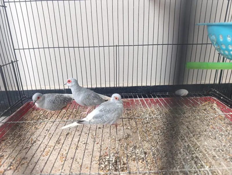 Diamond Dove breeder Pair Available with 1 chick — photo 3