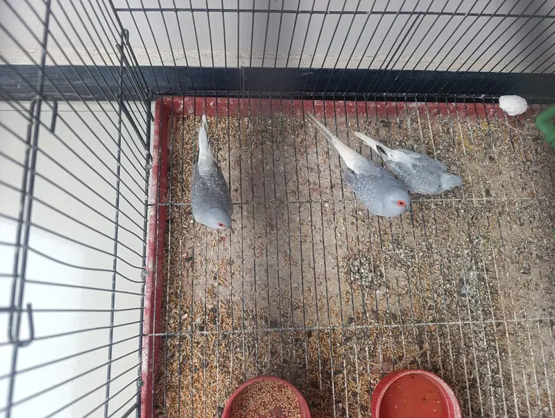 Diamond Dove breeder Pair Available with 1 chick — photo 4