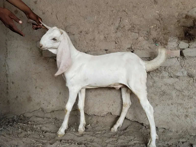 desi bakra for sale call 03091039419 — photo 3