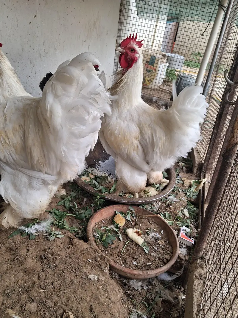 2 males White buff cochin premium breed Vaccinated — photo 2