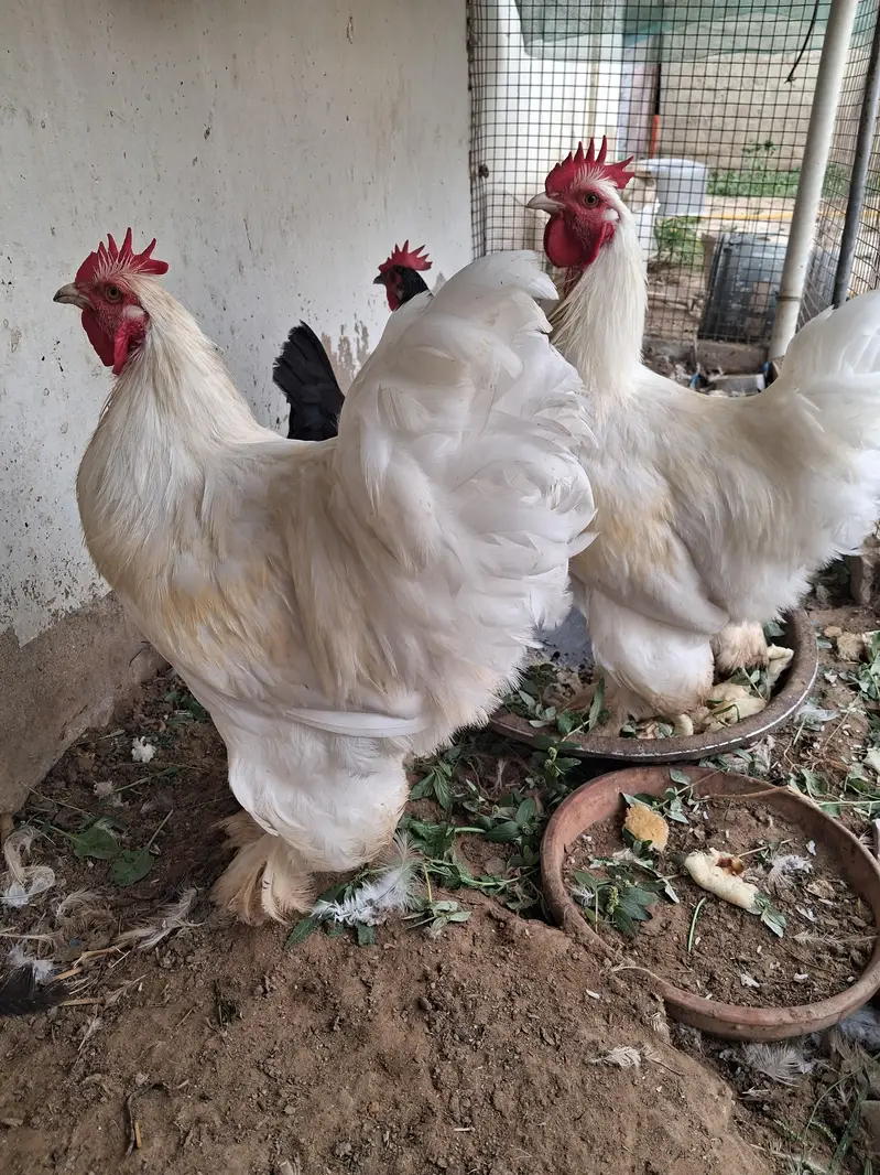 2 males White buff cochin premium breed Vaccinated — photo 3