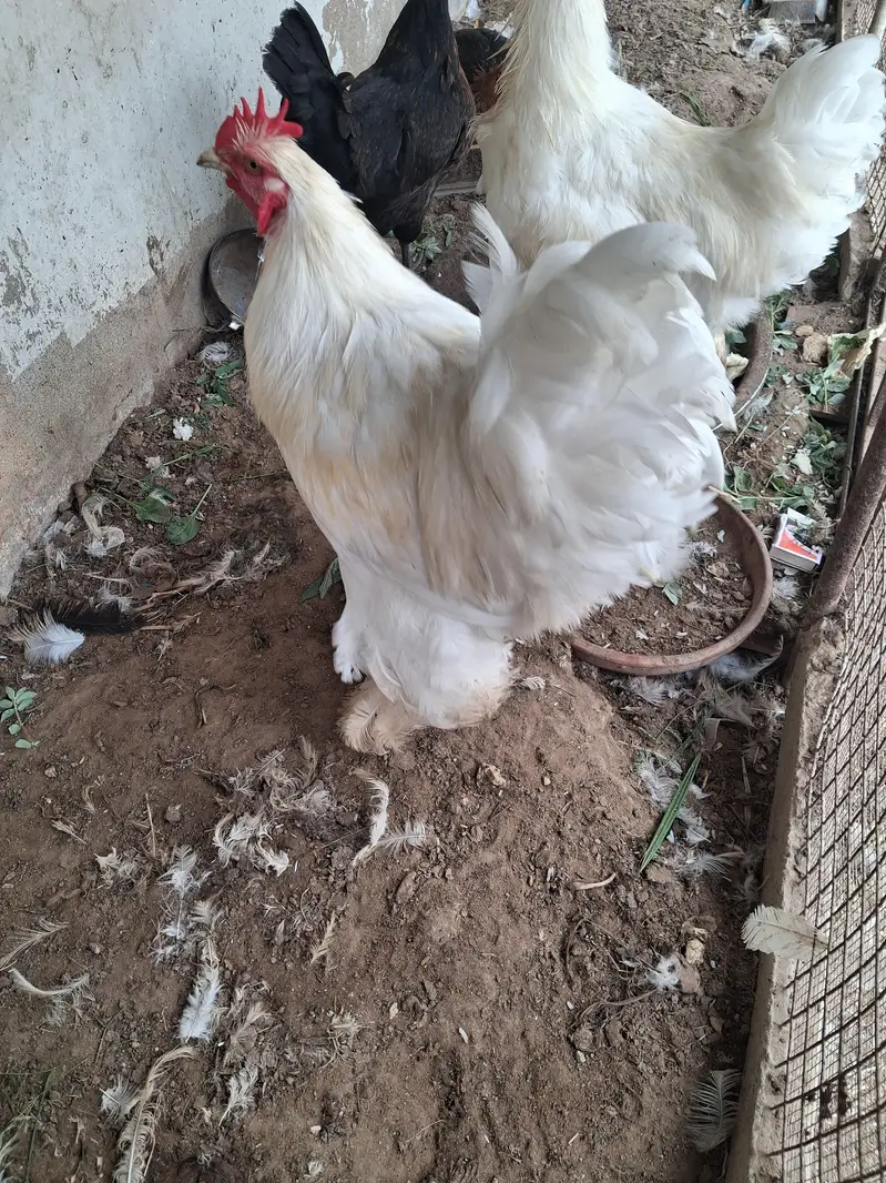 2 males White buff cochin premium breed Vaccinated — photo 4