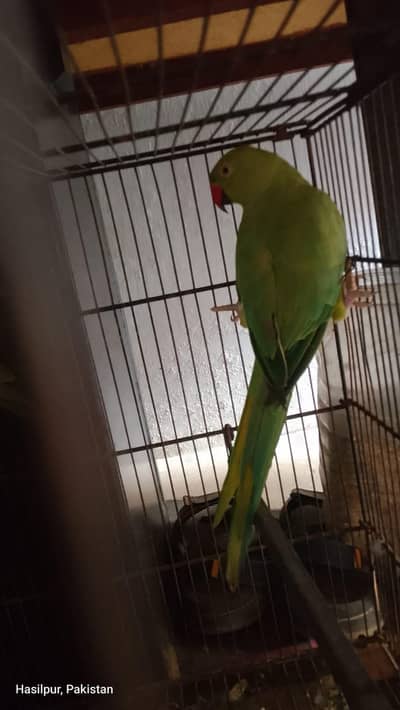 male and female
