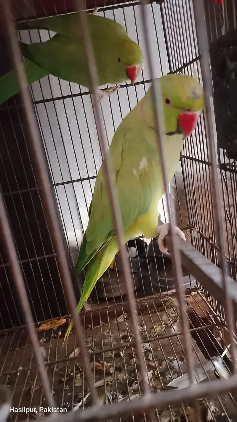 male and female — photo 2
