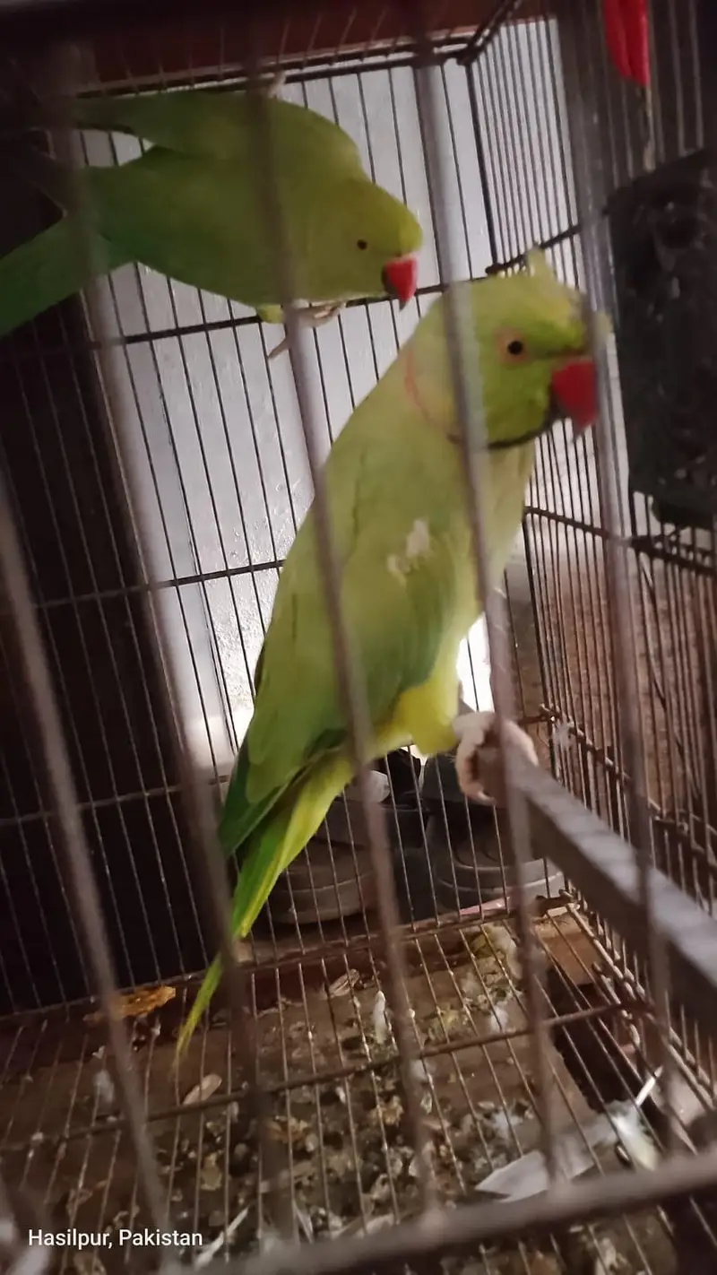 male and female — photo 3