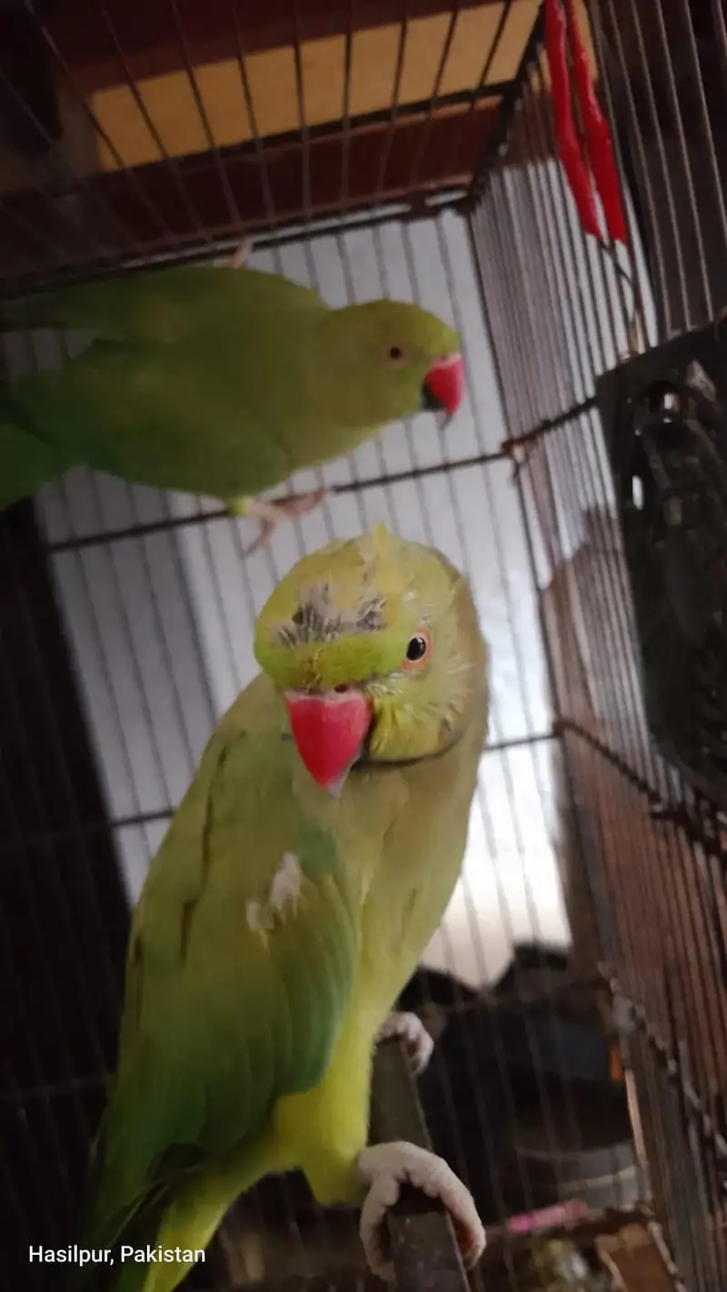 male and female — photo 4