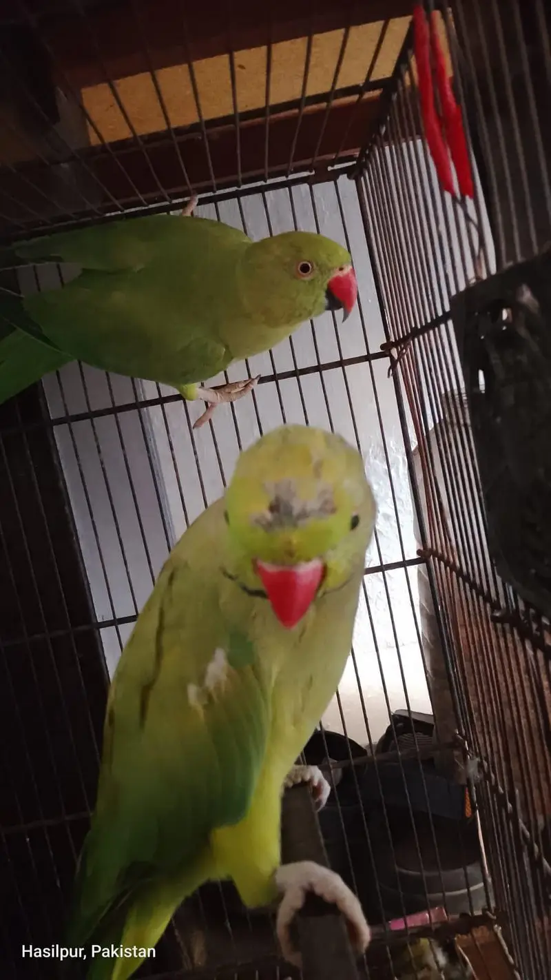 male and female — photo 6