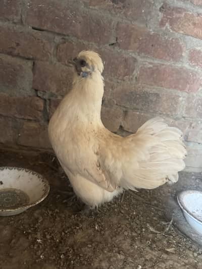 Fanci hens