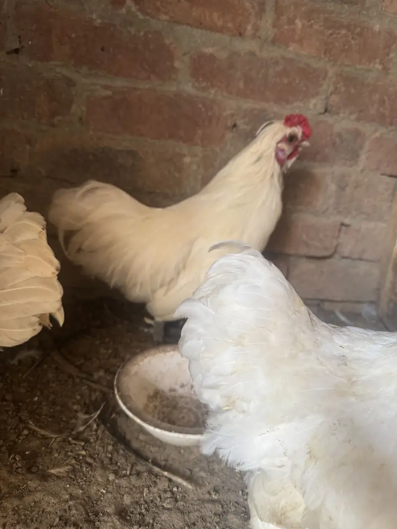 Fanci hens — photo 2