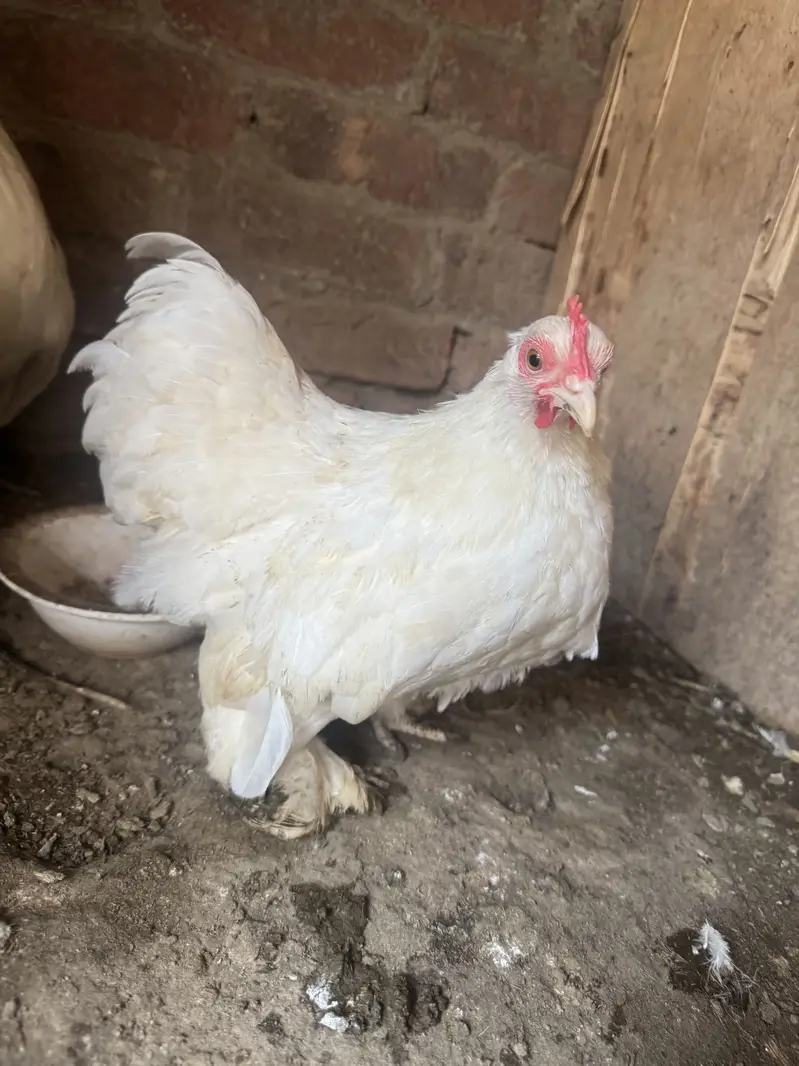 Fanci hens — photo 3