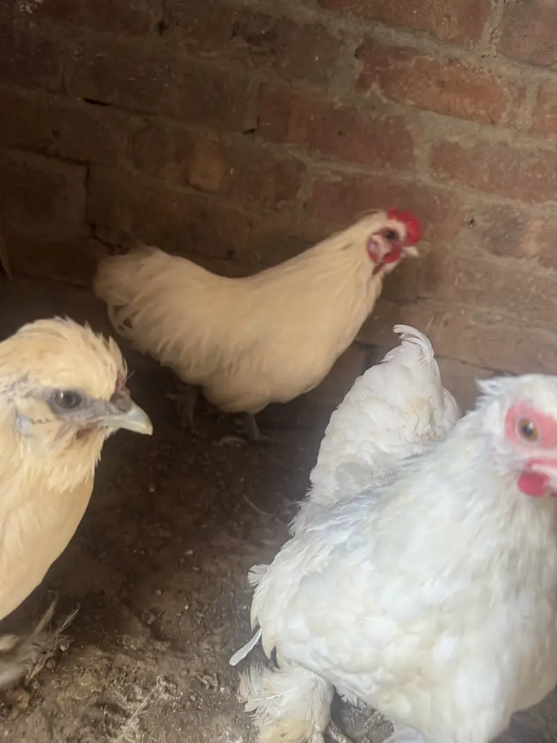 Fanci hens — photo 4