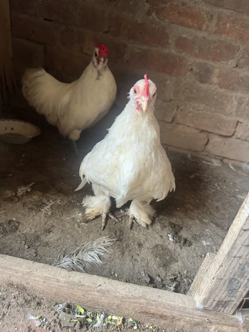 Fanci hens — photo 5