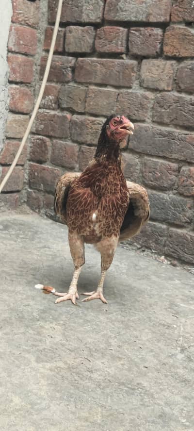 bahut hi navab female hai